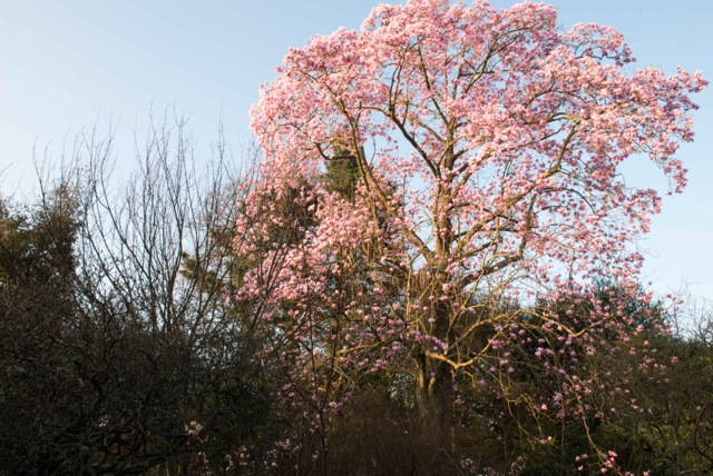 huge magnolia tree