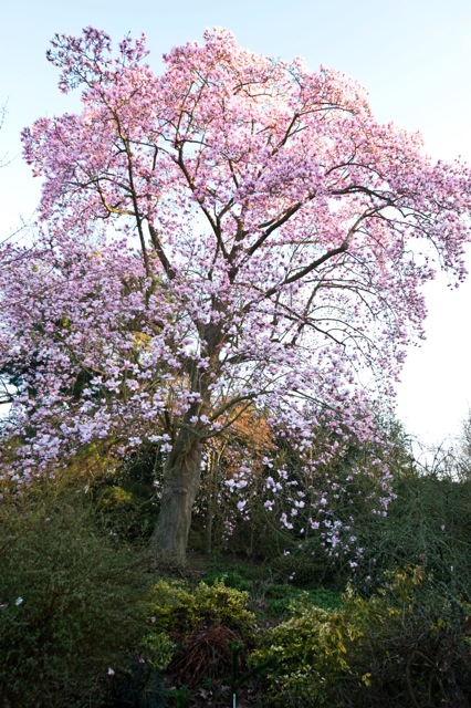 large magnolia tree from a distance