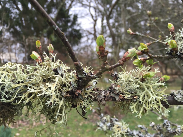 lichen around newly sprouting buds
