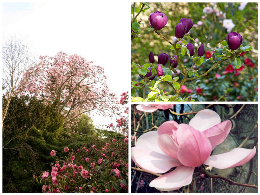 more magnolias