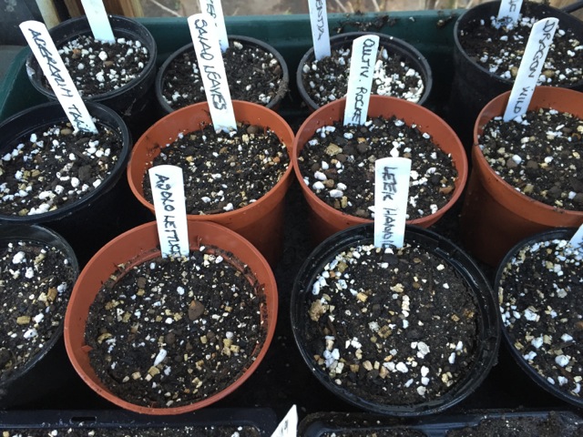 Freshly sown seeds in the propagator