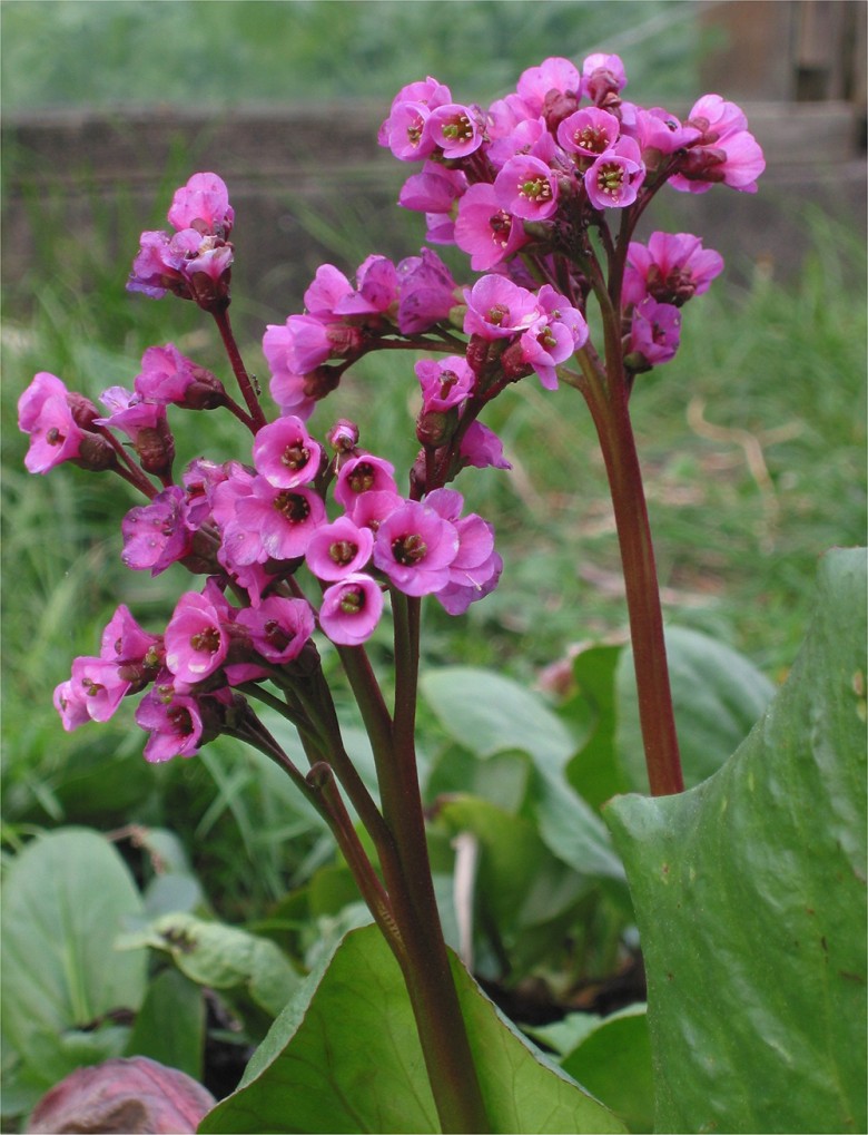 bergenia-cordifolia in flower