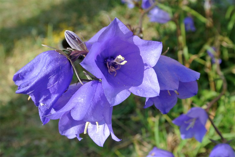 campanula-latiloba in flower