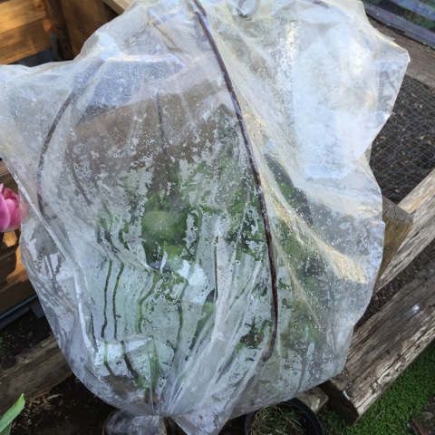 spinach plant covered with a plastic bag