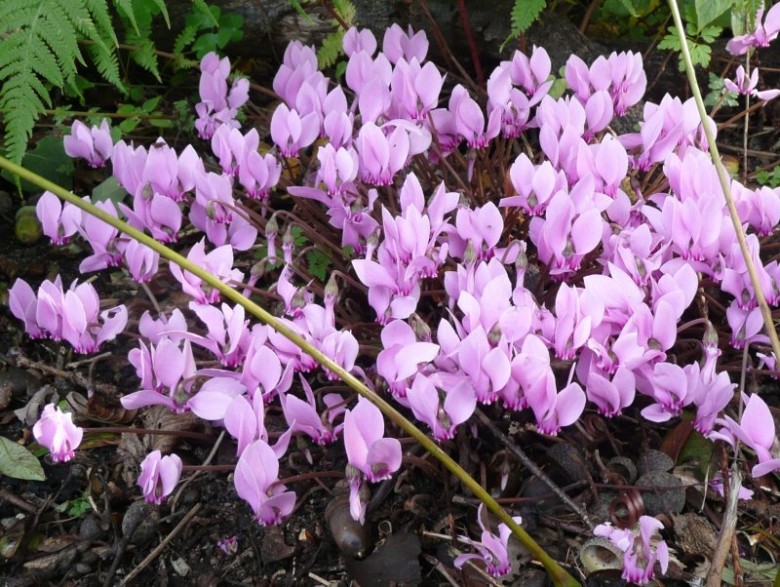cyclamen hederifolium covering the ground