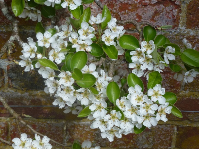 White Pear blossom