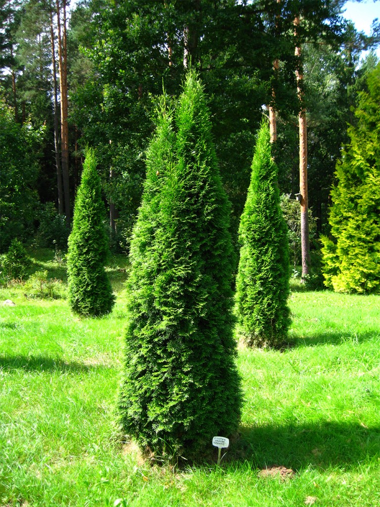 thuja occidentalis as a young tree