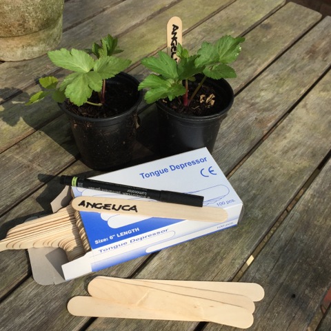 cheap wooden plant labels