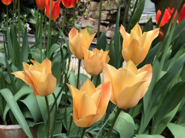 apricot coloured tulips