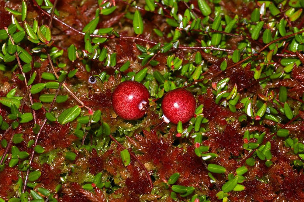 cranberries growing in moist soil