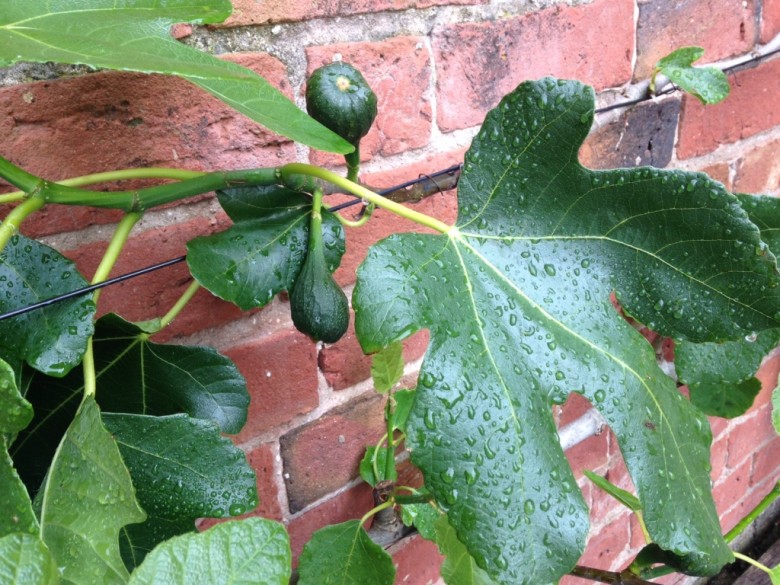 young figs growing on tree