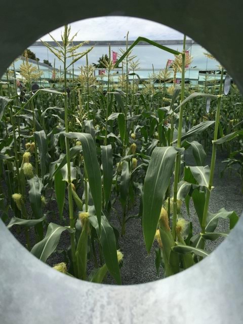 infinite field of maize
