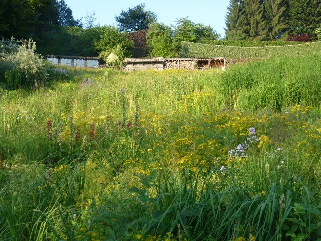 meadow in flower in french garden
