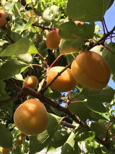 apricots galore