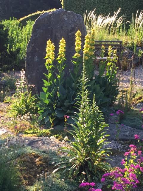 Gentiana lutea are silhouetted against a slab of granite