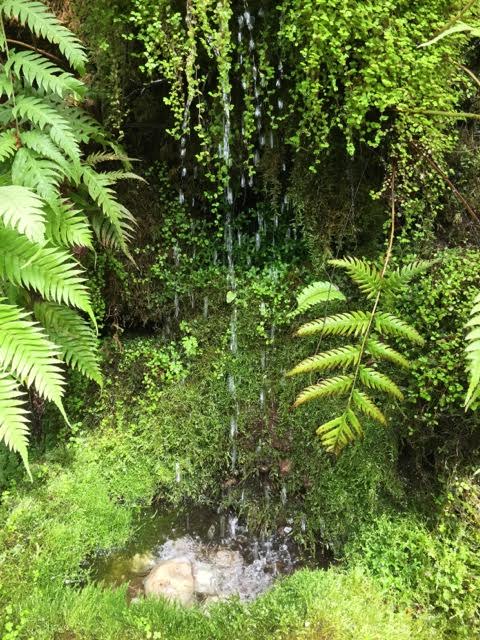 Fernery water feature