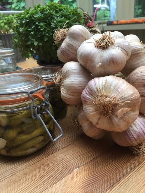 Back home with my plait of garlic, my pot of basil and the cornichons now pickling for future use.