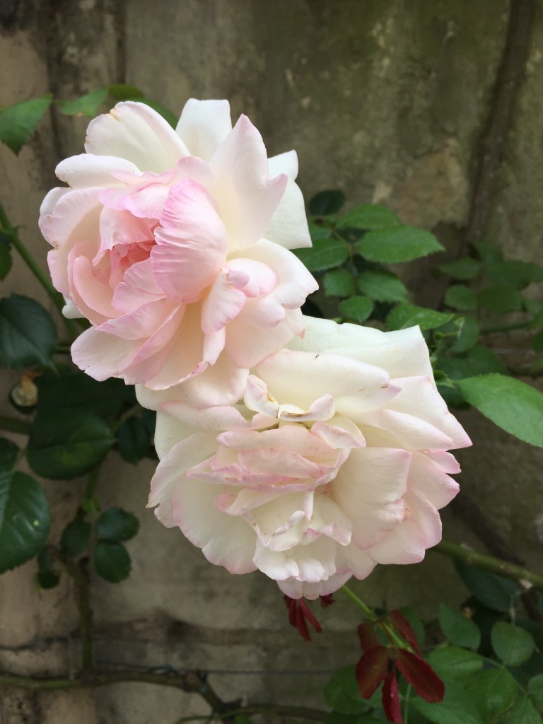 pink tinged rose