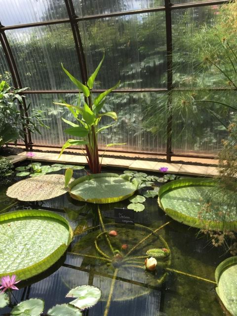 waterlilies in greenhouse