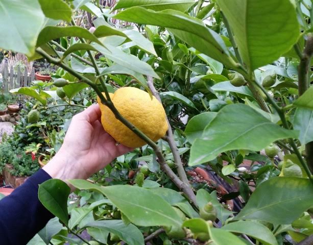 large lemon