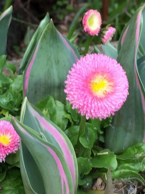 matching daisies