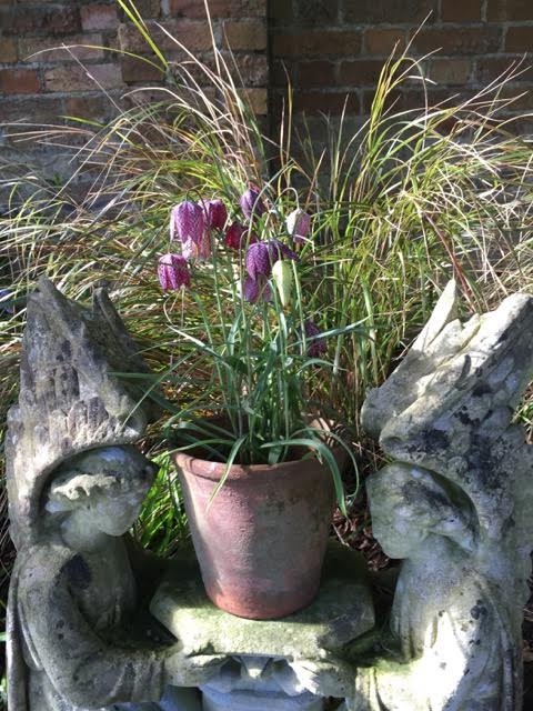 snakeshead fritillaries