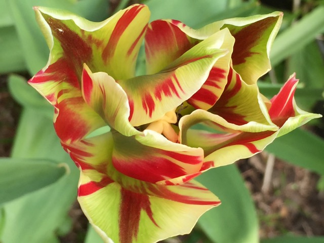 two tone tulip