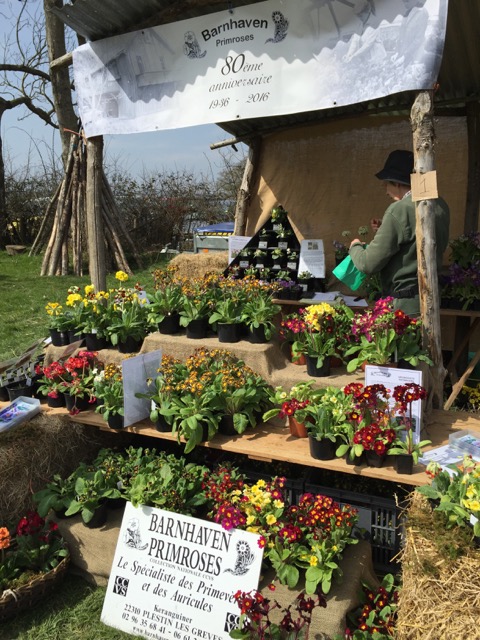 barnhaven primroses