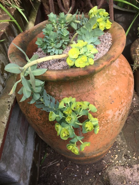 euphorbia myrsinites