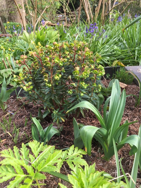 euphornias planted in ground