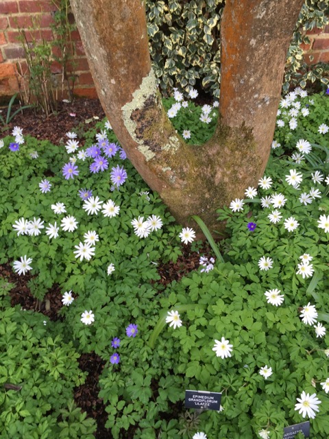 spring blooms