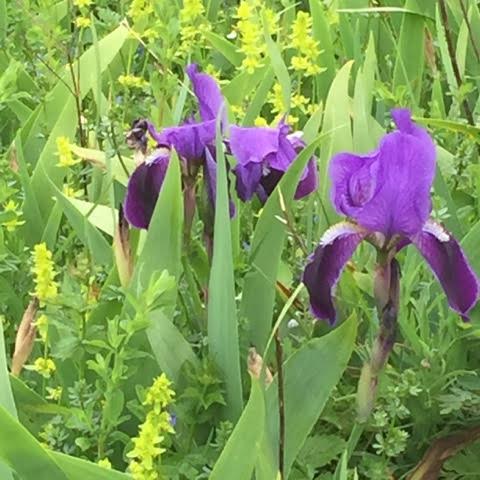 Marsican iris