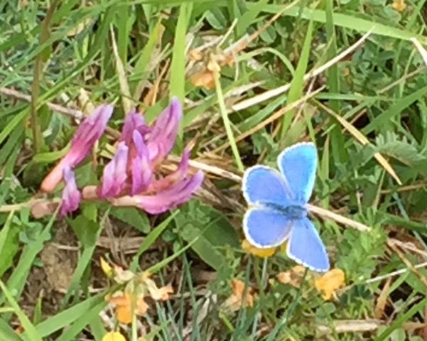 adonis blue butterfly
