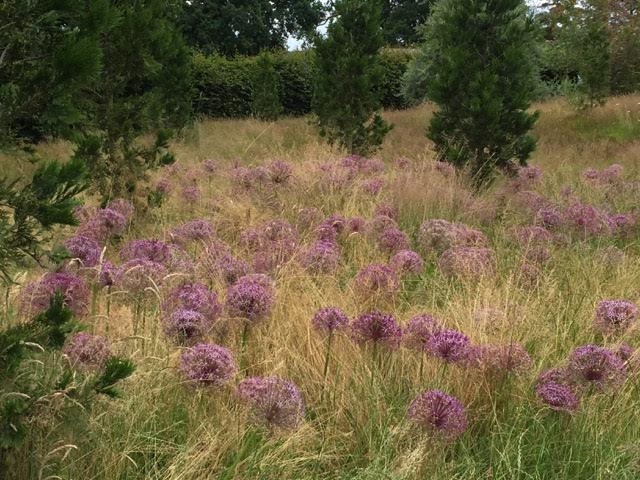 aliums and grasses