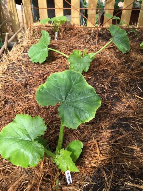 courgettes planted