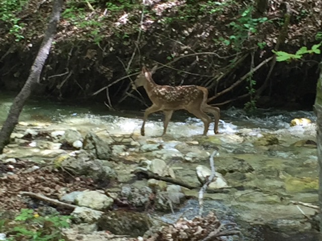 deer roaming wild