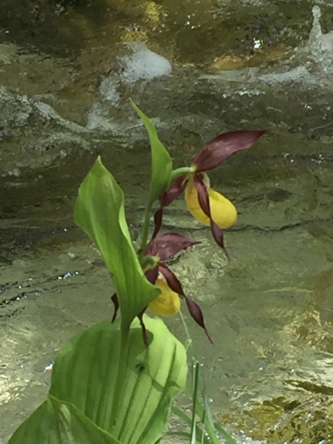 Lady’s Slipper Orchid