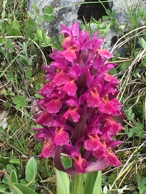 pink elderflower orchid