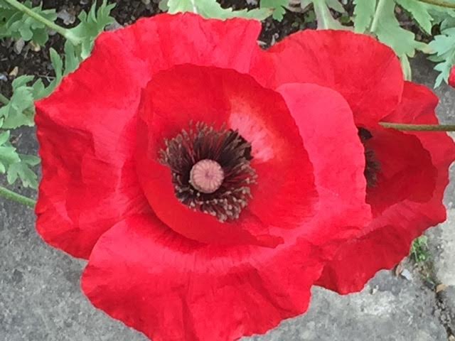 The Turkish Tulip Poppy -close up. Available from Chiltern Seeds.