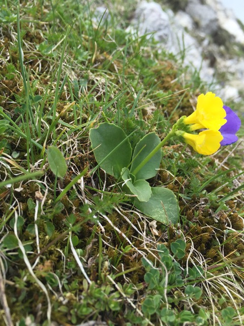 primula auricula