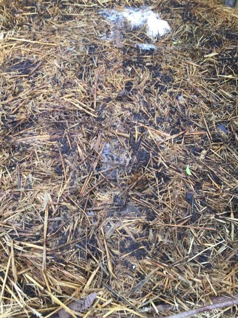 soaking the bales