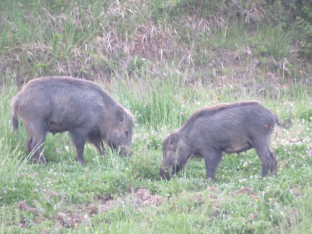 wild boars