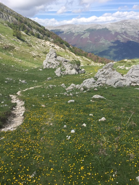 wildflower meadows of the Abruuzzo