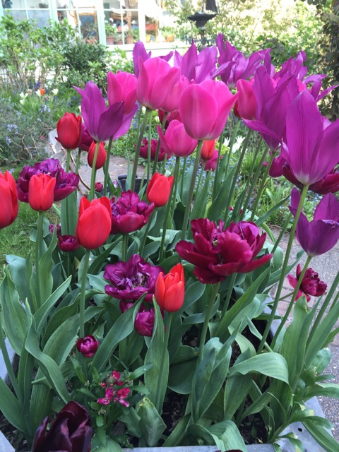 pink tulips