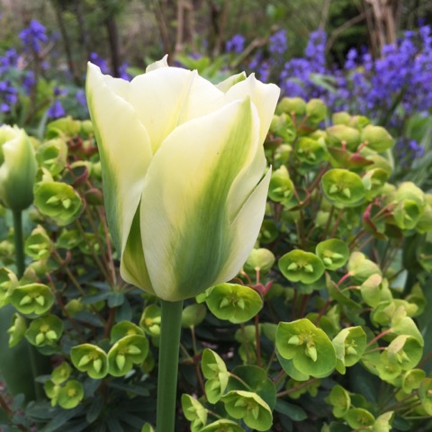 tulip and euphorbia