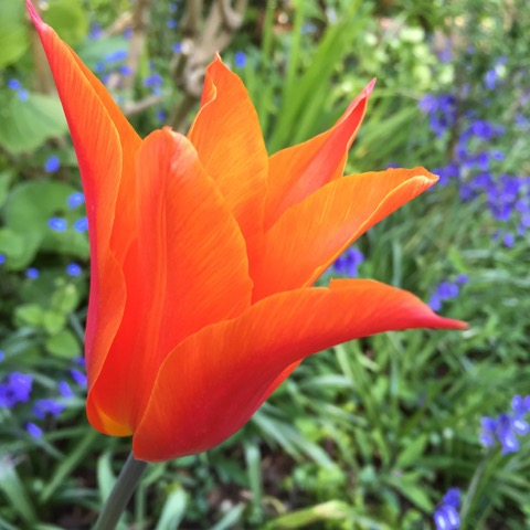 tulip ballerina