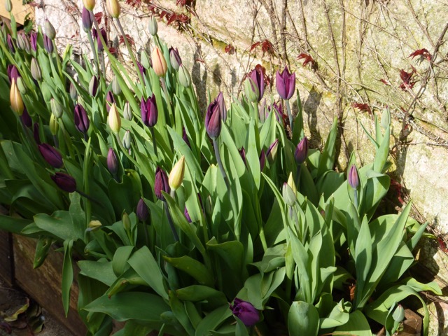 tulips in border