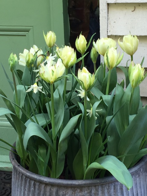 tulips in pot