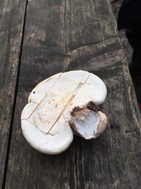 making-a-plaster-from-a-mushroom