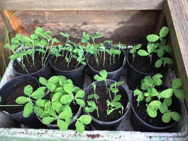 sweetpeas-in-coldframe